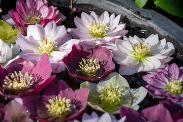 A flower arrangement of Christmas roses floating in a bowl of water.   Vancouver BC Canada
