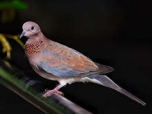 Close-up Of Mourning Dove Perching On Pole
