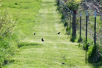 Wall Mural - Birds in a Field