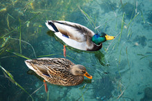 High Angle View Of Mallard Ducks Swimming On Lake