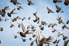 Low Angle View Of Pigeons Flying Against Sky