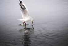 Bird Drinking Water In Lake
