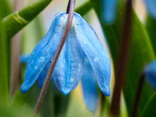 Wall Mural - the first spring blue flower. the macro plan.