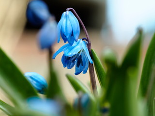 Wall Mural - the first spring blue flower. the macro plan.