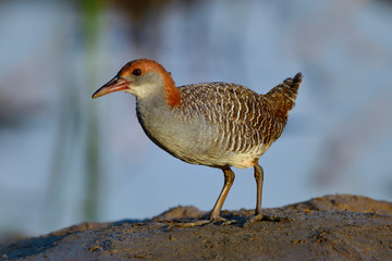 Wall Mural - Beautiful grey to brown bird walking on dirt pole over water reflection, young Slaty-breasted Rail (gallirallus striatus)