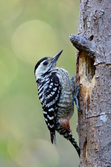 Black and white mother bird perching on nest hole on dead wood, beautiful nature