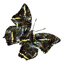 Camouflage Butterfly With Ascinated Illusion Figure