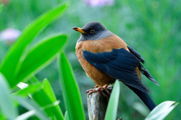 Chestnut thrush (Turdus rubrocanus) lovely pale red bird with grey head a species of bird in Turdidae family from in Himalayan and migrant to thailand in winter