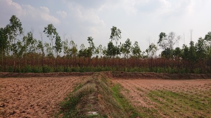 Coutryside farm of Thailand dry land