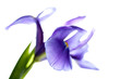 Iris flower isolated on white, macro photo
