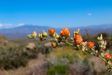Orange Desert Flowers Blooming In Scottsdale Arizona