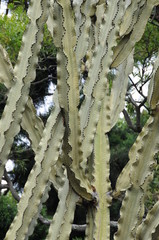 Wall Mural - cactus