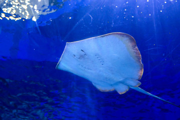 stingray fish swims in a large, blue aquarium. in the aquarium I swim beautiful slopes. 