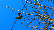 Electric Wire With Sneakers Hanging And Tree Branches. Classic Blue Sky Background.