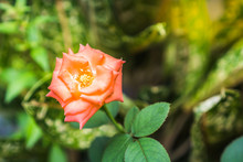 Red Rose In Garden With Bokeh Background