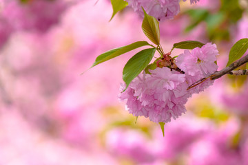 Wall Mural - sakura close up in the morning. beautiful springtime background in the garden