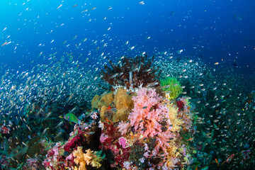 Beautiful hard and soft corals surrounded by tropical fish on a colorful, healthy tropical reef in Thailand