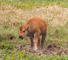 Small Cute Bison Calf Standing On Meadow Pasture