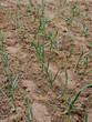 Farming and agriculture, young garlic grow in the garden. Green sprouts of young garlic sprout. Cauntryside