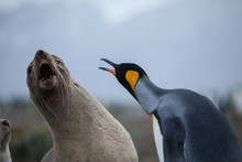 Unusual Fight Between A King Penguin And A Fur Seal Caught In Mid Strike
