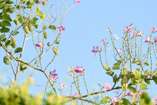 Beautiful Pink Bauhinia Flowers,Hong Kong Orchid Tree Over Bright Blue Sky Background