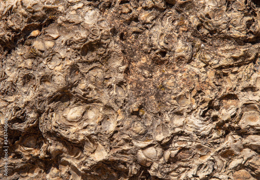 Natural Shell Stone Fossils formed from shells, shells and other types of remains of ...
