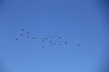 Wall Mural - 雲一つ無い青空を飛ぶ鳩の群れ