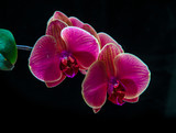 Fototapeta Storczyk - Purple orchid flowers covered with drops of water isolated on black background