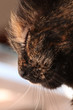 Closeup profile of the tortoiseshell cat with closed eyes