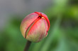 Single bright red tulip in the garden