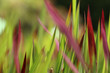 Colorful green and red grass background blurred in the park