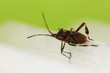 Western conifer seed bug on the blurred edge of the white frame of window
