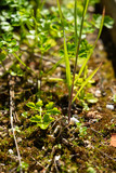 Fototapeta Storczyk - Parsley sprout on moss in the morning in spring