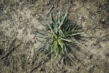 Green plant, dry earth. Grunge nature background.