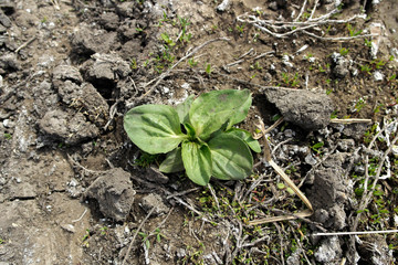 Plantain. Green plant, dry earth. Grunge nature background.