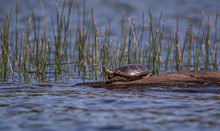 Turtle By Plants On Lakeshore