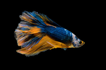 Wall Mural - The beautiful moving moment colorful Betta fish, Siamese fighting fish in isolated on black background. 