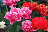Fototapeta  - Red tulips