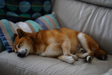 Dog Sleeping On The Couch