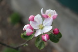 Fototapeta Storczyk - 
Delicate pink flowers bloomed from buds on an apple tree in spring