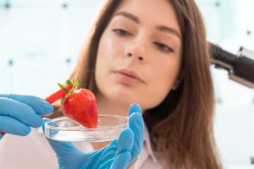 Wall Mural - Quality inspection of  food  Checking the content of nitrates and herbicides in strawberries