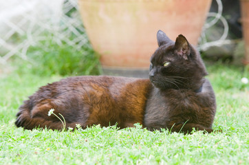 Wall Mural - Chat allongé dans le jardin