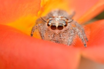 Wall Mural - macro image of a big and beautiful hairy jumping spider - Hyllus sp