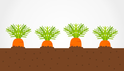 Wall Mural - Carrots growing in soil. Vegetable garden with carronts. Vector illustration.