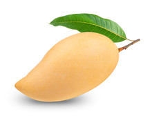 Yellow Mango With Leaves Isolated On White Background, Golden Mango On The White Background With Clipping Path 