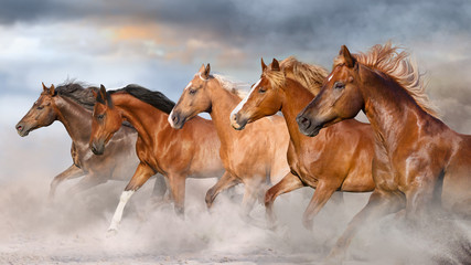 Wall Mural - horses in the field