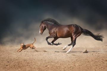 Wall Mural - beautiful bay horse with long mane run and play with dog in desert dust