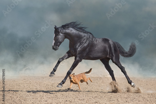 Cuadros en Lienzo Beautiful black horse with long mane run and play with dog in desert dust