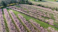 Descending Aerial Above Blooming Peach Nectarine Apricot Orchard, Agriculture Food Production, Rural Farming Concept