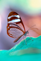  Closeup   beautiful  glasswing Butterfly (Greta oto) in a summer garden.

